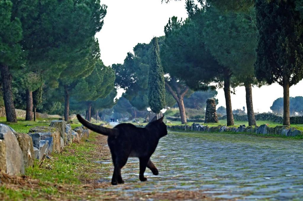 B&B Appia Felis 로마 외부 사진